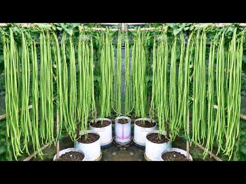 How to Grow Beans in Plastic Pots — Huge Harvests From One Container