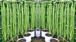 How to Grow Beans in Plastic Pots — Huge Harvests From One Container