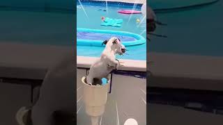 🤸🐶 Les Chiens Acrobates les Plus Incroyables ! 😲🐾 #Shorts