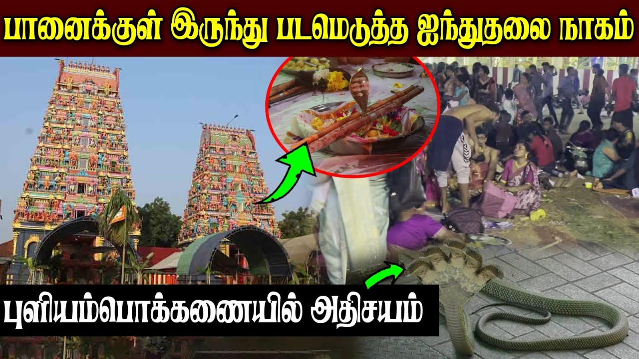 பானைக்குள் இருந்து படமெடுத்த ஐந்து தலை நாகம் ; புளியம்பொக்கணையில் அதிசயம் !!