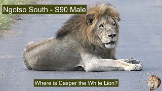 Dynamics Are Changing Fast in the Territory of Casper the White Lion