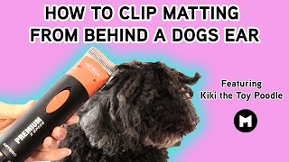 How to safely use clippers to remove matting from behind a dogs ear.