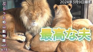 《旭山動物園ライオン&トラ》オリトファミリー。夫の鏡オリトの優しさが溢れまくる。寝起きのメイにキュンvol473This is the example of a lion husbandtiger