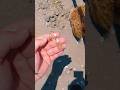 Beach Find – Lost Gold Chain Unearthed! #bestmetaldetector