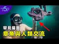 真實故事：他在海中遇「神秘高智商章魚」，竟獨自擊敗鯊魚！向牠伸出手後……不可思議的事情發生了！