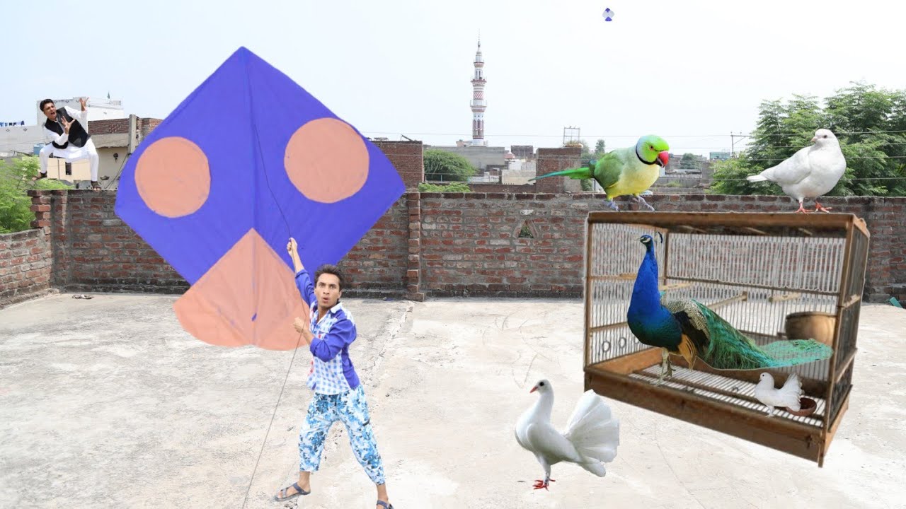 Kite Fight & Cutting With Lucky Kabooter Catch