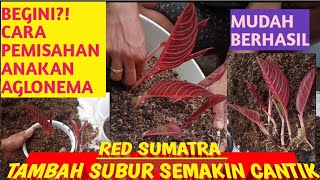 CARA PEMISAHAN ANAKAN AGLONEMA RED SUMATRA DAN HARGANYA| TERNYATA MUDAH PASTI BERHASIL TAMBAH SUBUR