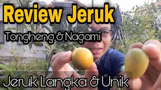 Tongheng and Nagami Orange Review