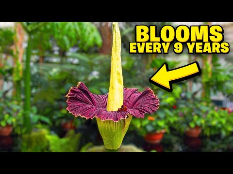 Top 10 Most Rare And Unknown Flowers You Probably Never Heard Of! hqdefault