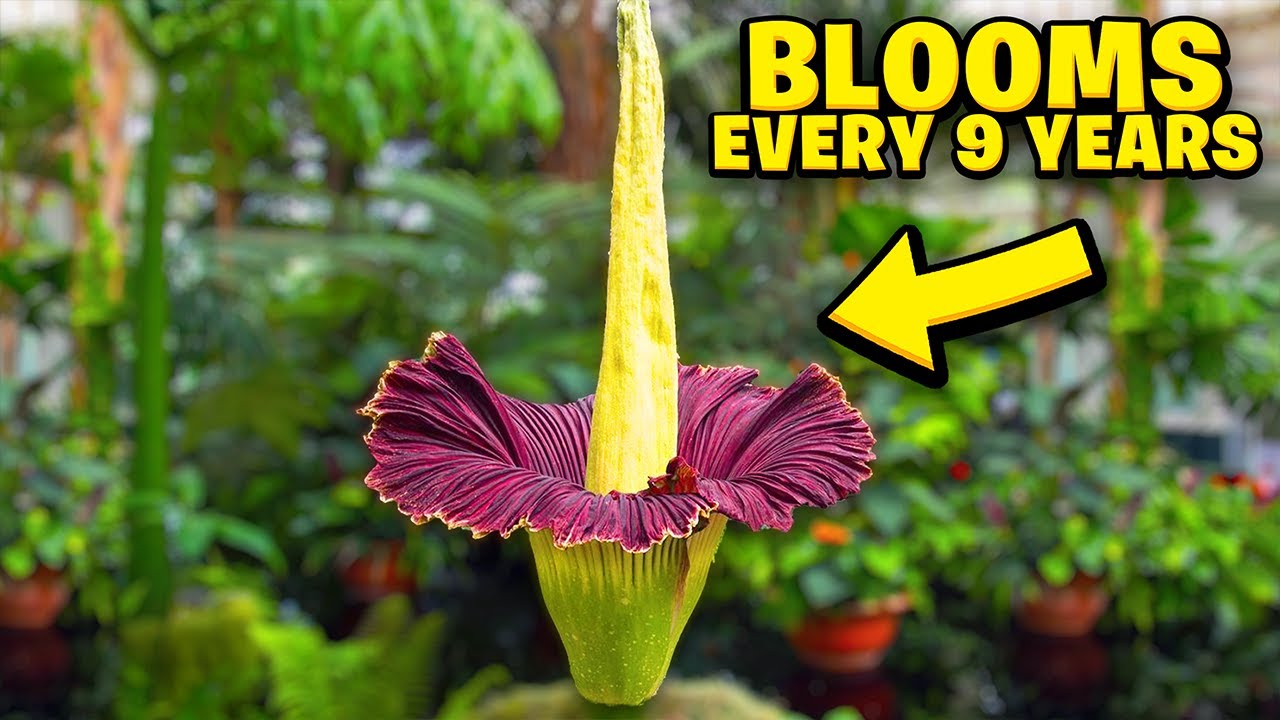 Top 10 Most Rare And Unknown Flowers You Probably Never Heard Of! YouTube
