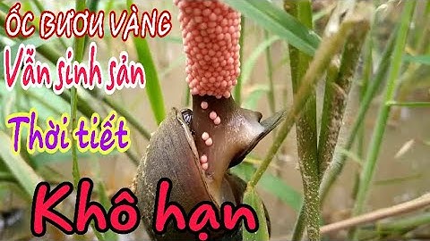 CHU KỲ ĐẺ TRỨNG CỦA ỐC BƯƠU VÀNG LÀ BAO NHIÊU LẦN TRONG TUẦN