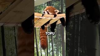 The Red Panda That Won't Stop Escaping 🐼😆 #shorts