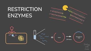 Restriction enzymes