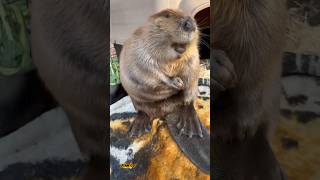 Beaver #wildbeaver#naturelovers#wildlife#wetlands#riverlife#forestanimals #viral #trending #zoo