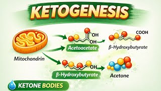 Ketogenesis complete | ketogenesis and ketolysis #biochemistry #lipidmetabolism