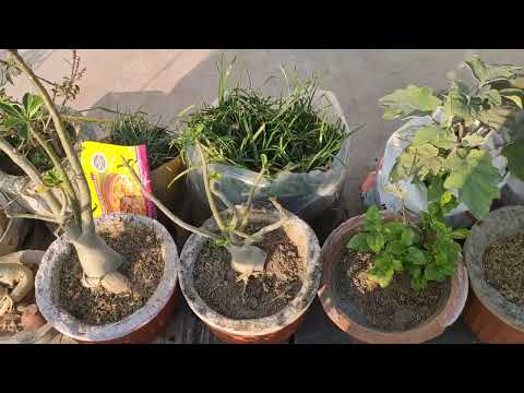 Kaise banaye mix fartilizar is February plant me dene ke liye ?# fartilizar #