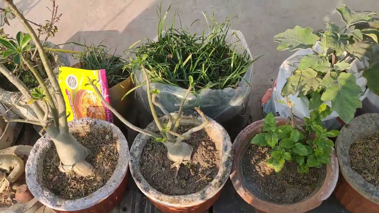 Kaise banaye mix fartilizar is February plant me dene ke liye ?# fartilizar #