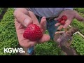 Strawberry season comes early to Oregon