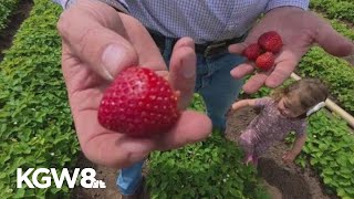 Strawberry season comes early to Oregon