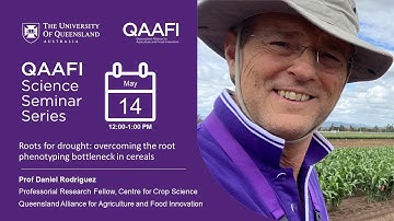 Roots for drought: overcoming the root phenotyping bottleneck in cereals