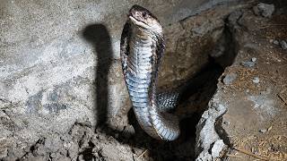young man kneels and bows to a pair of snakes while clearing grass to prepare for house construction
