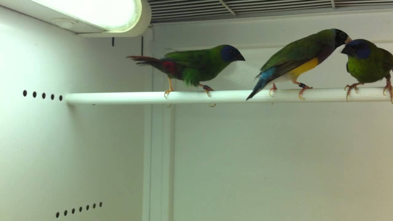 gould et diamant de Kittlitz