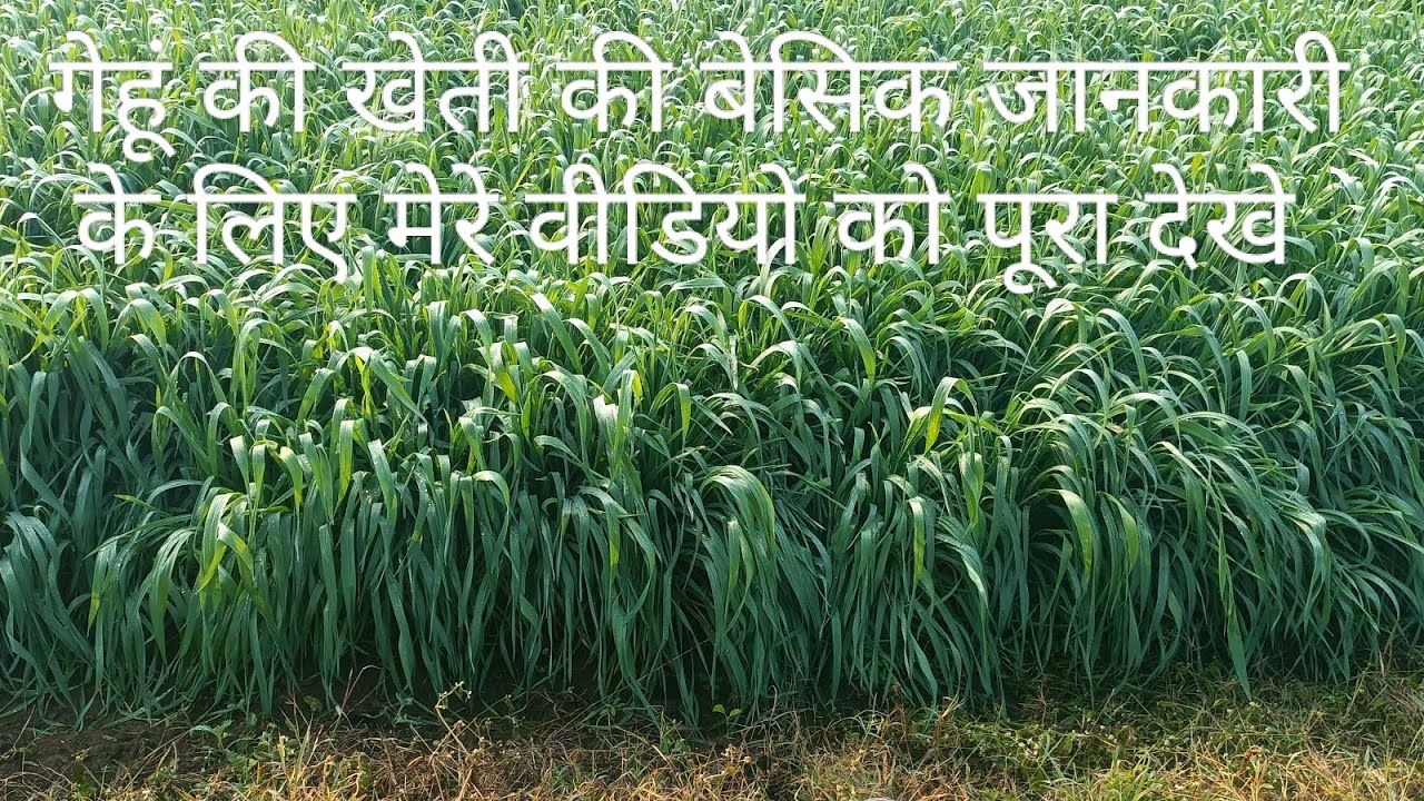 गया प्रसाद खोरे कृषि फार्म (दामोदरपुरा)कृषि की जानकारी के लिए वीडियो पूरा देखे