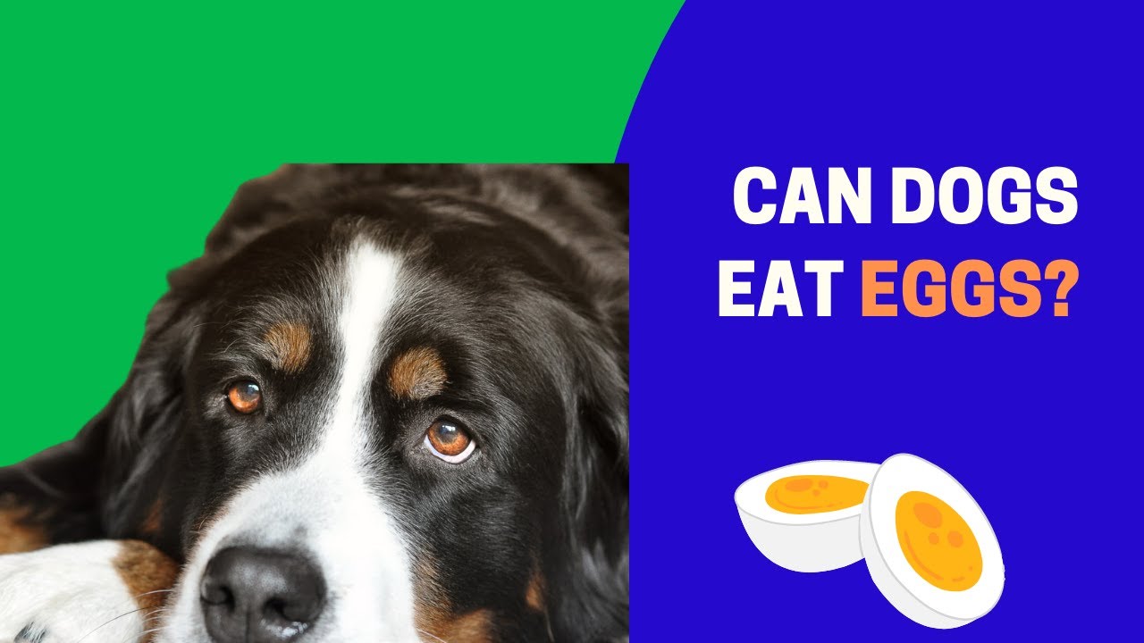 Can Dogs Eat Eggs? YouTube