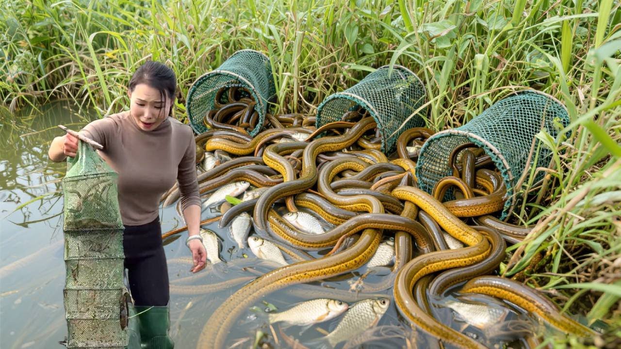 美女用秘制饵料下了28个黄鳝笼，没想到还有意外收获~【文杰吖】