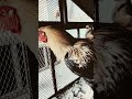 #javachicks #youtubeshorts #birds #swataseels #funny #roosterfarm #kabutar #assel #roosterfarm
