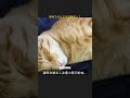 猫咪为什么总坐到键盘上？ #Shorts