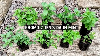 PROMO Paket 7 Jenis Daun Mint Berbagai Aroma dan Rasa