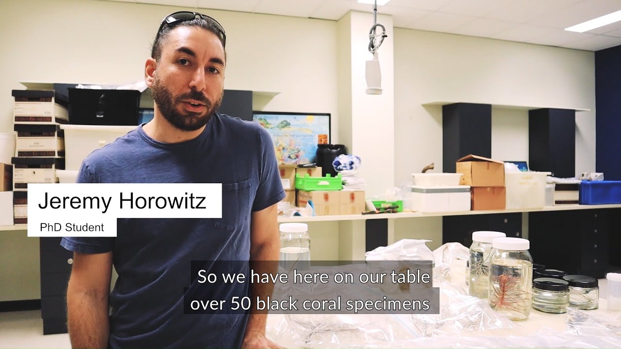 Black Corals | Exploration using ROVs | Queensland Museum Network