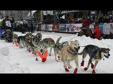 New 1600 km durch Alaska: Das längste Hundeschlittenrennen der Welt