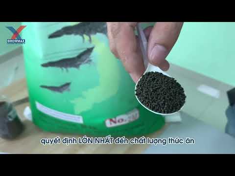 Video Cách Đánh Giá Nhanh Chất Lượng Thức Ăn Tôm - youtube