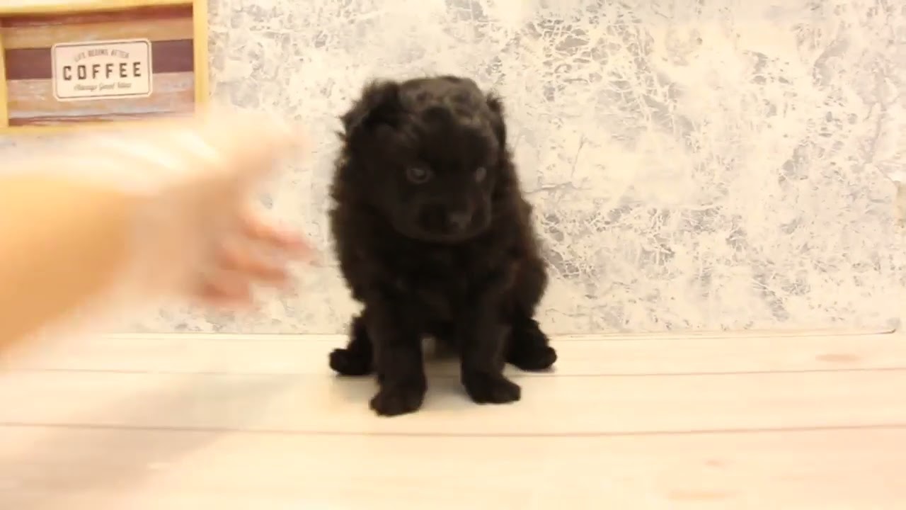 ワンラブ　名古屋市　ペットショップ　247379