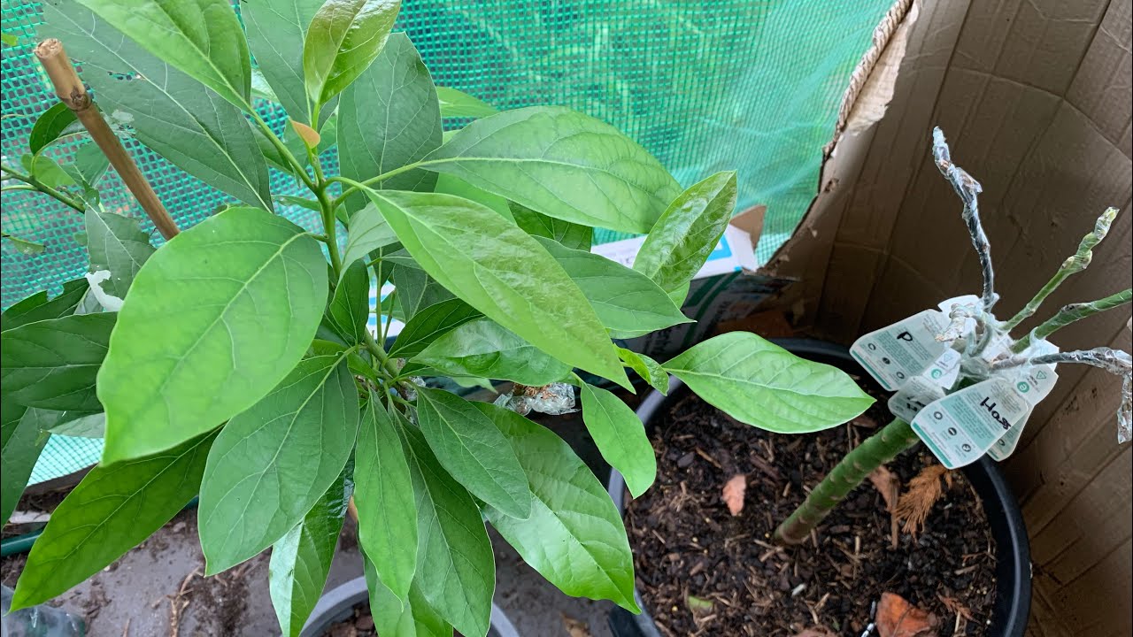 Update my own 5 multi grafted Avocado + 4 multi grafted 🥑🥑 YouTube