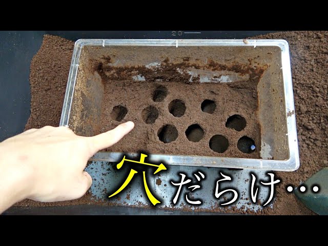 コンペイトウページ② JELD-WEN Camden 30-in x 80-in 2-panel Arch Top Textured Hollow