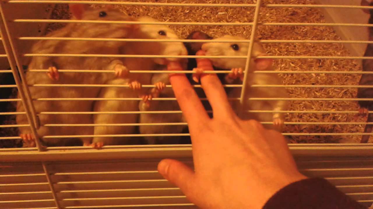 Adorable pet rats eating baby food YouTube