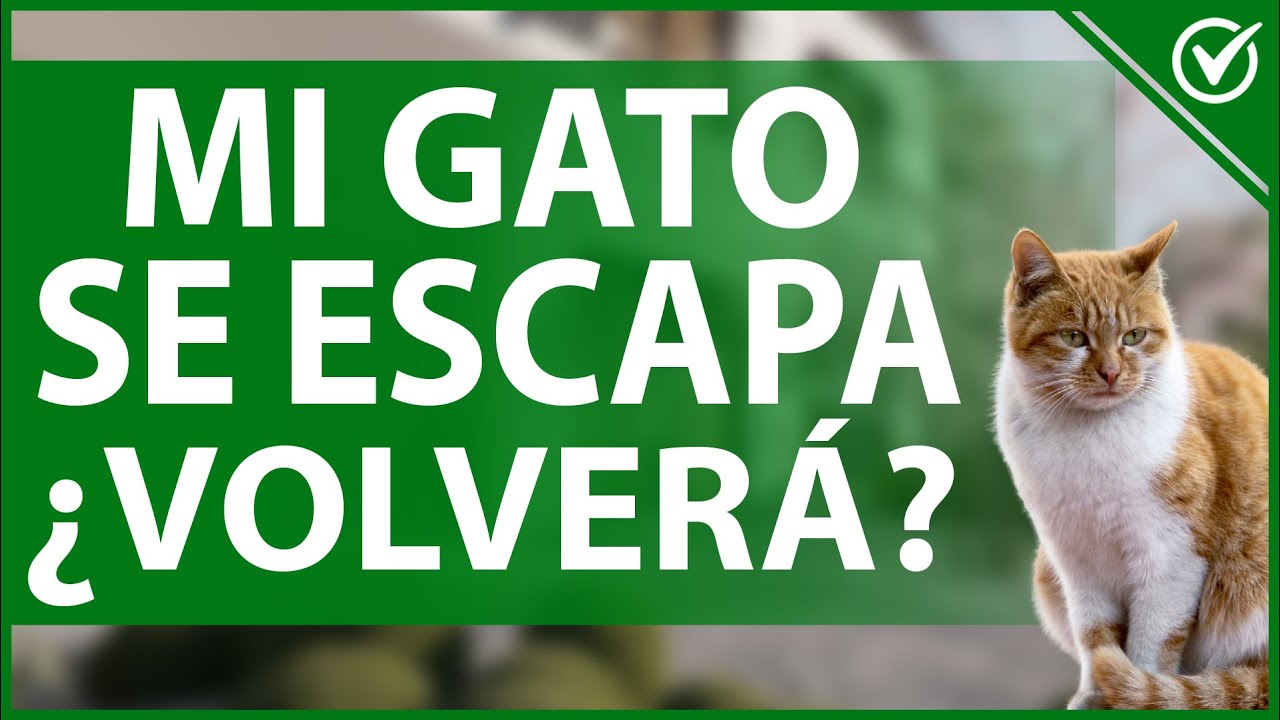 🐈 Si mi Gato se Escapa ¿Volverá? - Descubre Cómo Evitar que Salga 🐾🐈