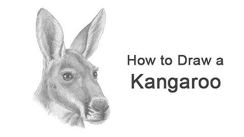 How to Draw a Kangaroo (Head Detail)