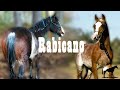 Los Colas Blancas &quot;Rabicanos&quot; (De los mas extraños que existen) 🐴-Del Cerro Soy