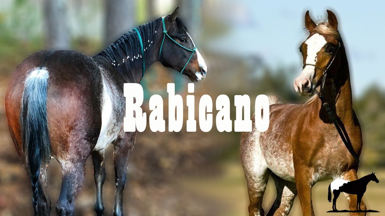 Los Colas Blancas "Rabicanos" (De los mas extraños que existen) 🐴-Del Cerro Soy