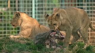 Lions: Kings of the Savannah | Roar of the Wild Ep. 1 | 4K UHD Documentary