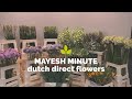 Mayesh Minute: Dutch Direct Flowers March 31