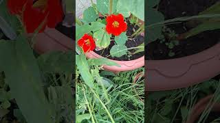 QUICK WEEKLY GARDEN UPDATE 8TH JUNE 2026 #garden #gardening #growyourownfood