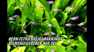 Neon Tetra Balığı Hakkında Bilmeniz Gereken Her Şey