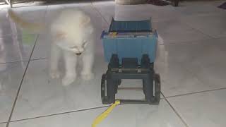 kiko kitten playing toy carkiko kitten playing toy car by Kucing Desa 1,290 views 1 year ago 7 minutes, 8 seconds