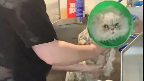 Watch the video about Archie the Persian Takes a Flying Leap Out of the Grooming Tub