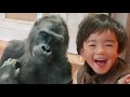 Best friend overjoyed by gorilla girl's unexpected behavior|Shabani Group